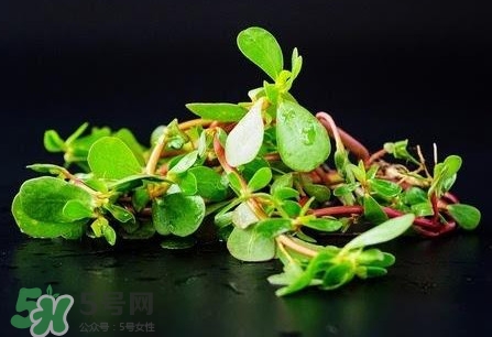 螞蚱菜孕婦可以吃嗎？螞蚱菜的功效與作用