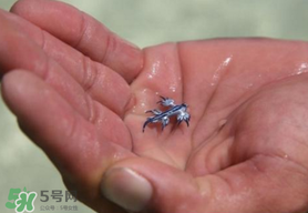 海蛞蝓可以當寵物養(yǎng)嗎？ 海蛞蝓多少錢一只？