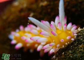 海蛞蝓可以當寵物養(yǎng)嗎？ 海蛞蝓多少錢一只？