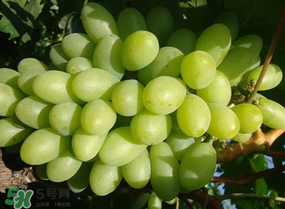 青提上有黑點(diǎn)怎么回事？青提長斑點(diǎn)是什么原因？