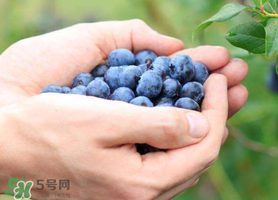 藍莓什么品種好？盆栽藍莓什么品種好？