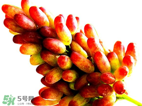 美人指葡萄多少錢一斤？美人指葡萄是轉基因嗎？
