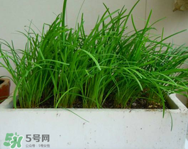 6月份能種韭菜嗎？ 6月份能種韭菜種子嗎？
