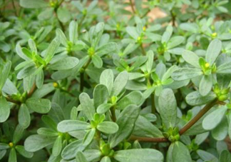 馬蜂菜治什么病？馬蜂菜的功效與作用