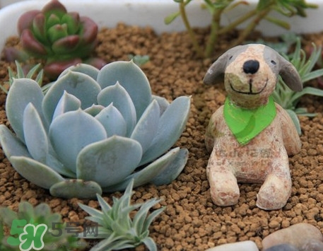 多肉植物怎么養？多肉植物多久澆一次水