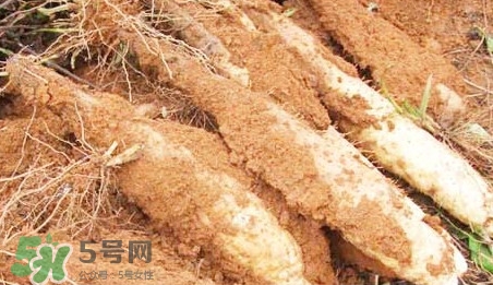 淮山藥是鐵棍山藥嗎？淮山藥和鐵棍山藥的區別