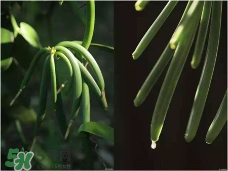 香草莢和香草精的區別 香草莢的功能