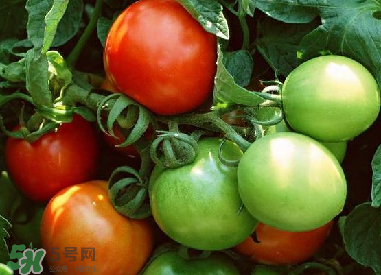 青西紅柿放紅了能吃嗎？青西紅柿放熟了能吃嗎？
