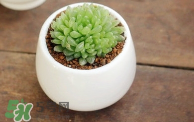 多肉植物怎么養？多肉植物多久澆一次水