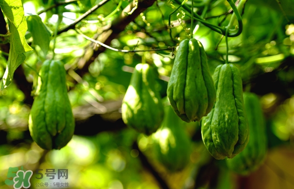 佛手瓜是涼性還是熱性？佛手瓜是什么樣子？