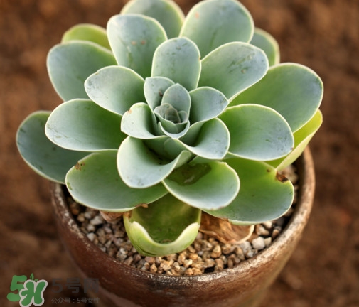 多肉植物怎么養？多肉植物多久澆一次水