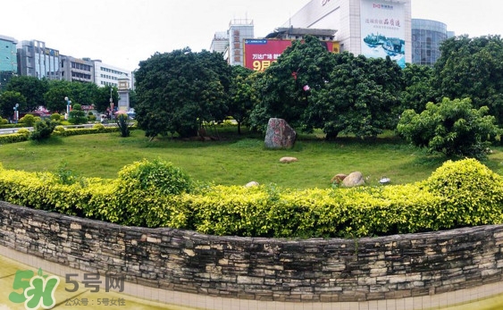 掛綠荔枝為什么這么出名？掛綠荔枝的由來(lái)和傳說(shuō)
