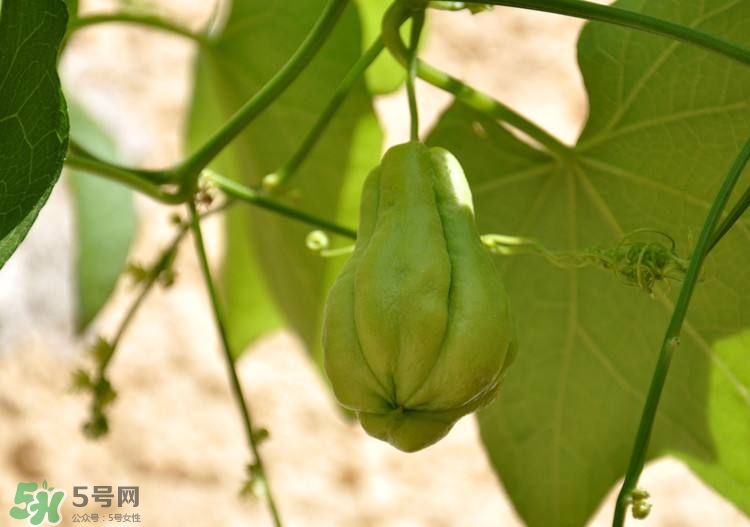 佛手瓜發(fā)芽了可以吃嗎？佛手瓜怎么吃？