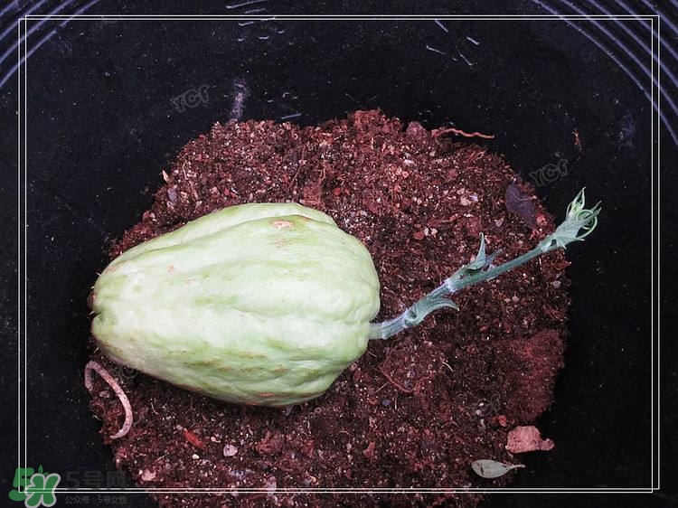 佛手瓜發(fā)芽了可以吃嗎？佛手瓜怎么吃？