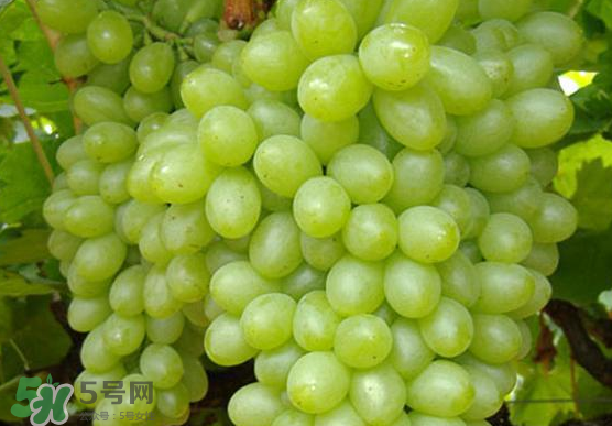 青提是轉基因嗎？青提怎么挑？