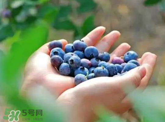 藍(lán)莓和楊梅能一起吃嗎？藍(lán)莓和楊梅可以一起泡酒嗎？