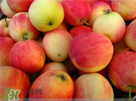 沙果是什么?沙果和海棠果的區別
