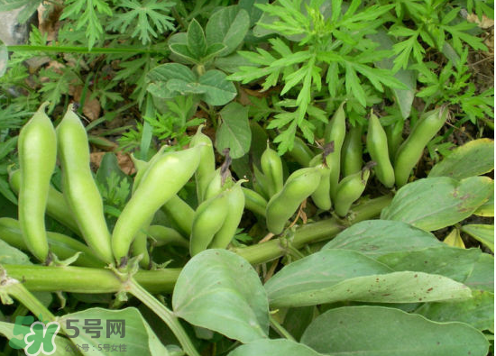 夏天可以種什么蔬菜？夏天適合種什么蔬菜？