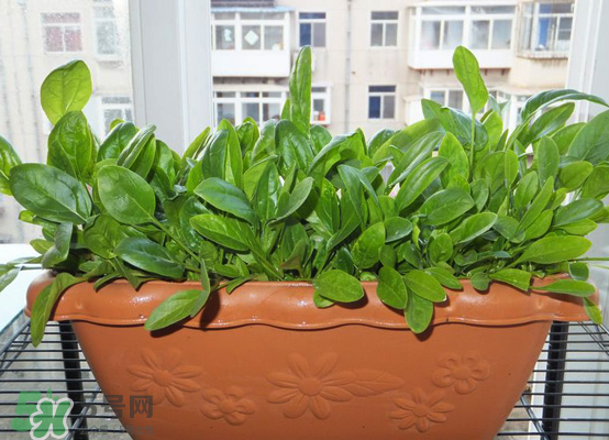 夏天可以種什么蔬菜？夏天適合種什么蔬菜？