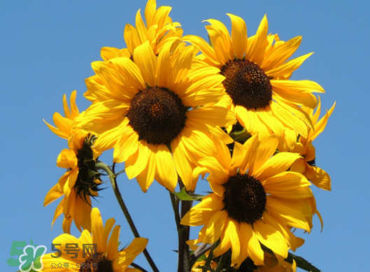 夏天可以種向日葵嗎？向日葵夏天能種嗎？