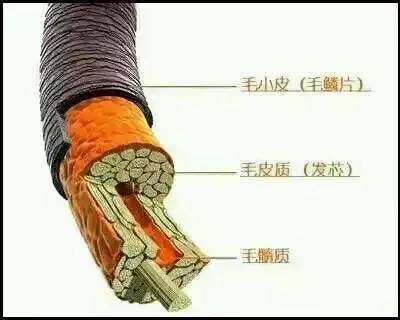 歐貝芙洗發水怎么樣？歐貝芙洗發水好用嗎