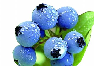 藍莓和楊梅能一起吃嗎？藍莓和楊梅可以一起泡酒嗎？