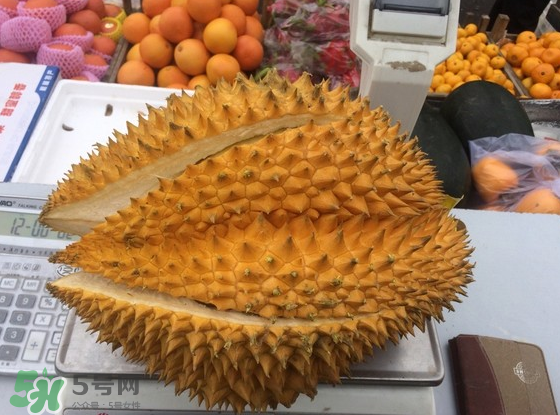 托曼尼榴蓮怎么才是熟？托曼尼榴蓮怎么看生熟？