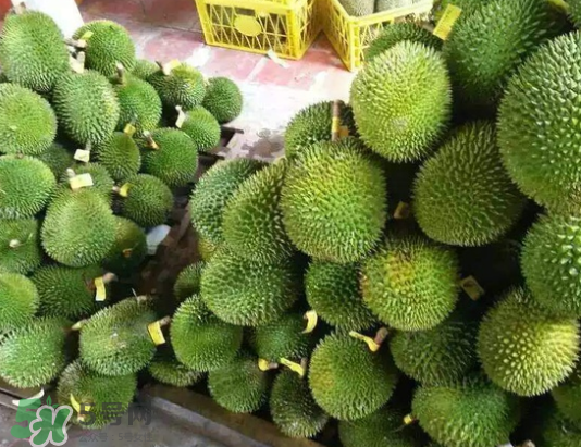 托曼尼榴蓮多少錢？托曼尼榴蓮是哪里的？