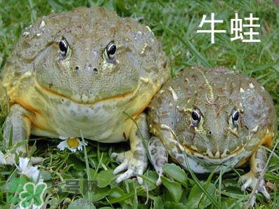 牛蛙什么時(shí)候最好吃肉最多？牛蛙幾月份的最好吃？