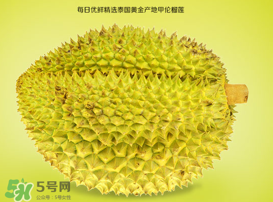 甲侖榴蓮和金枕哪個貴？甲侖榴蓮和金枕的區別