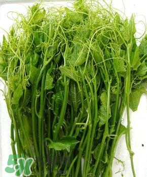 龍須菜有幾種？龍須菜多少錢一斤？