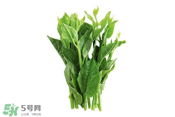 龍須菜有幾種？龍須菜多少錢一斤？