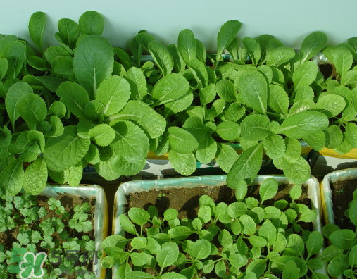 八月份可以種什么菜？八月份適合種植的蔬菜