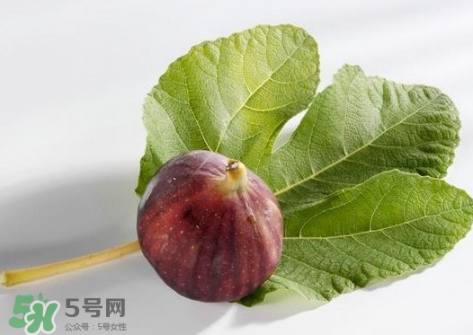 無花果葉子煮水有什么作用？無花果葉泡水喝的功效