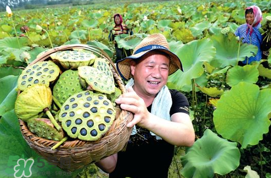 蓮蓬不能和什么同吃？蓮蓬和什么相克？