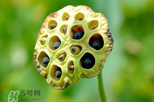 蓮蓬不能和什么同吃？蓮蓬和什么相克？