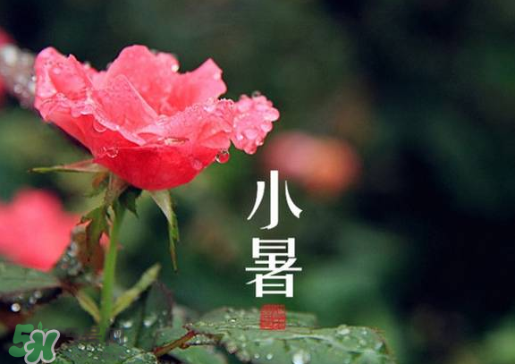 小暑是入伏嗎？小暑是不是入伏？