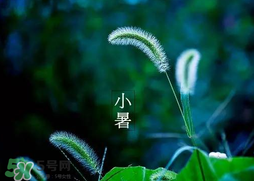 小暑是頭伏嗎？小暑是初伏嗎？