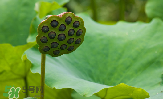 蓮蓬是荷花的什么？蓮蓬是什么意思？