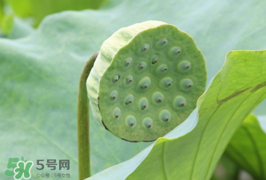 蓮蓬是荷花的什么？蓮蓬是什么意思？