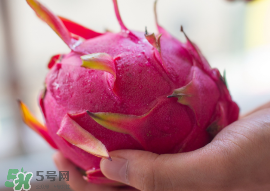 紅心火龍果什么時候成熟？紅心火龍果什么季節有？