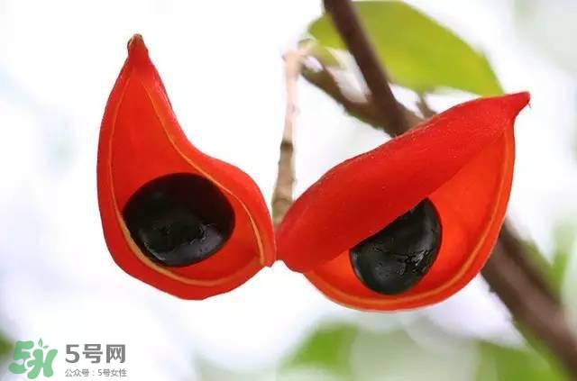 孕婦能吃蘋婆嗎？孕婦吃蘋婆對胎兒好嗎