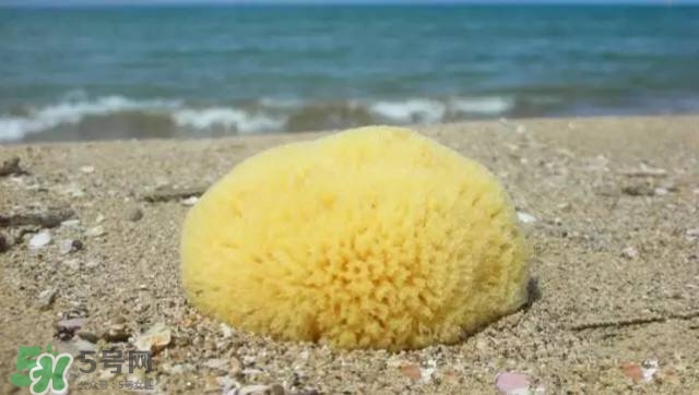 Rosenfeld海綿好用嗎？Rosenfeld海綿怎么樣？