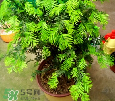 紅豆杉怎么養植？紅豆杉的養殖方法和注意事項