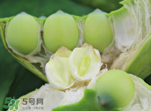 新鮮蓮蓬怎么吃？新鮮蓮蓬的吃法