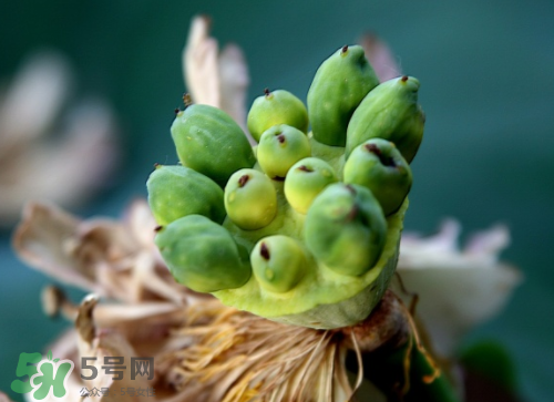 新鮮蓮蓬孕婦能吃嗎？孕婦可以吃新鮮蓮蓬嗎？