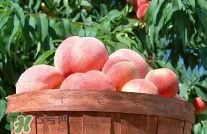 脆桃和軟桃哪個好吃？脆桃跟軟桃有什么區別？