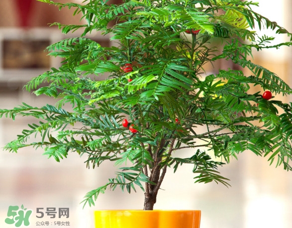 紅豆杉怎么養植？紅豆杉的養殖方法和注意事項