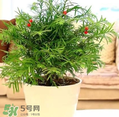 紅豆杉怎么養植？紅豆杉的養殖方法和注意事項
