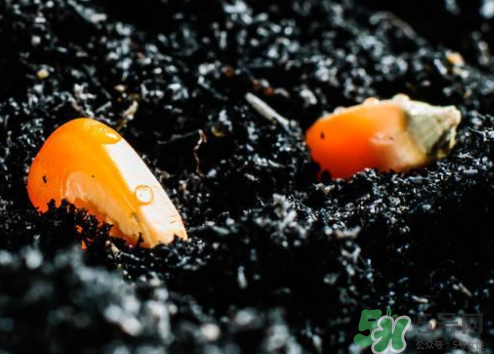 冰糖玉米種子哪里有賣(mài)？冰糖玉米種子的銷(xiāo)售地